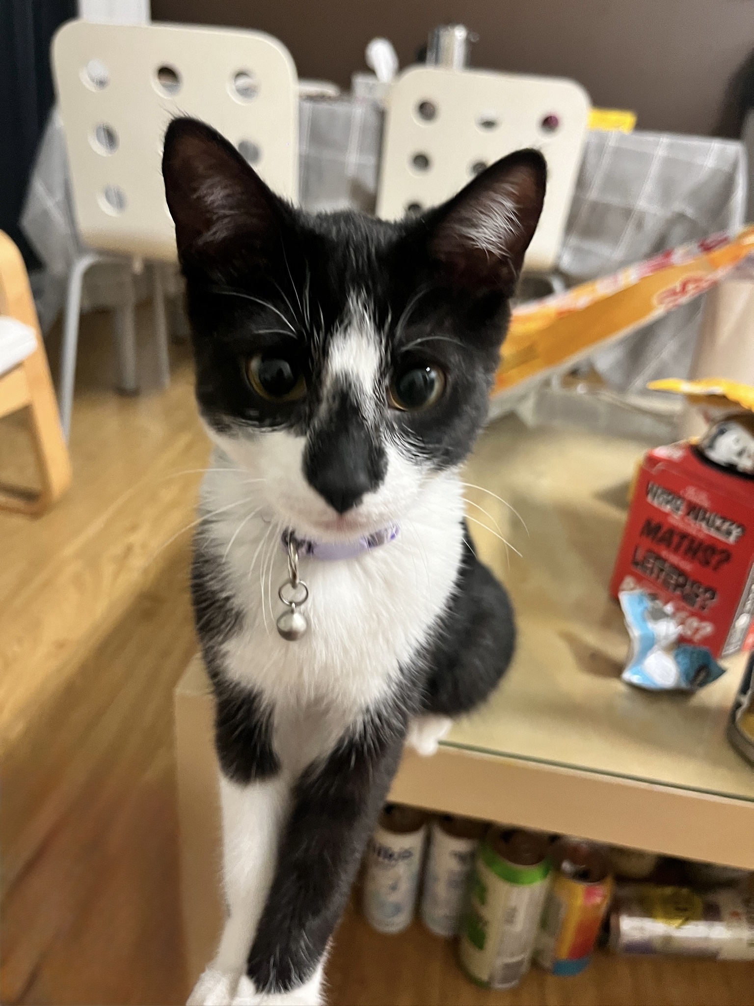 Espresso, Matthew's cat